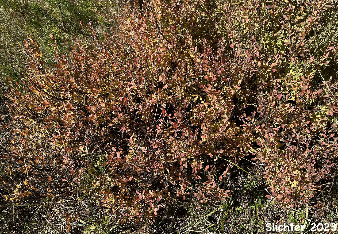 Bog Bilbery, Bog Blueberry: Vaccinium uliginosum (Synonyms: Vaccinium uliginosum ssp. alpinum, Vaccinium uliginosum ssp. gaultherioides, Vaccinium uliginosum ssp. microphyllum, Vaccinium uliginosum ssp. occidentale, Vaccinium uliginosum ssp. pedris, Vaccinium uliginosum ssp. pubescens, Vaccinium uliginosum var. alpinum, Vaccinium uliginosum var. salicinum)