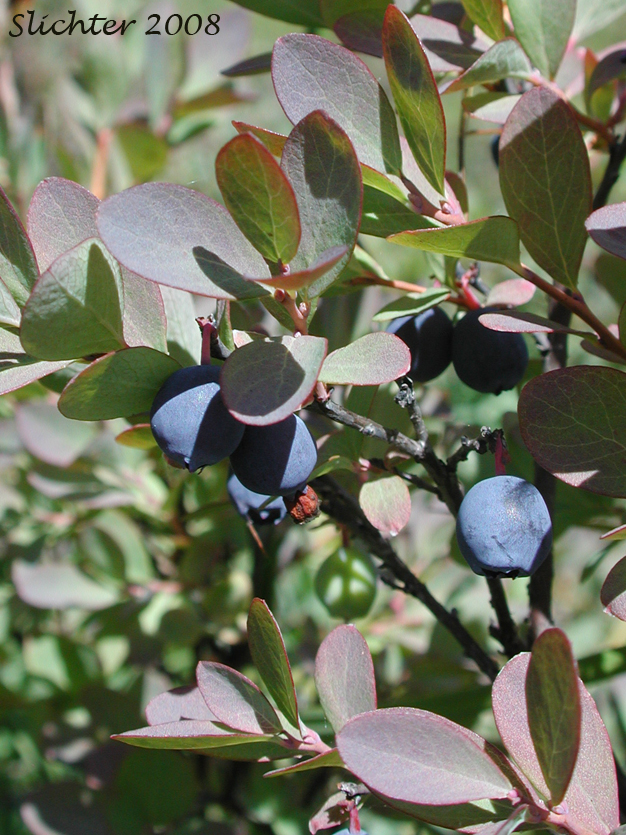 Bog Blueberry: Vaccinium uliginosum (Synonyms: Vaccinium uliginosum ssp. alpinum, Vaccinium uliginosum ssp. gaultherioides, Vaccinium uliginosum ssp. microphyllum, Vaccinium uliginosum ssp. occidentale, Vaccinium uliginosum ssp. pedris, Vaccinium uliginosum ssp. pubescens, Vaccinium uliginosum var. alpinum, Vaccinium uliginosum var. salicinum)
