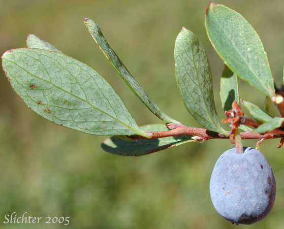 Leaves and berry of Bog Blueberry: Vaccinium uliginosum (Synonyms: Vaccinium uliginosum ssp. alpinum, Vaccinium uliginosum ssp. gaultherioides, Vaccinium uliginosum ssp. microphyllum, Vaccinium uliginosum ssp. occidentale, Vaccinium uliginosum ssp. pedris, Vaccinium uliginosum ssp. pubescens, Vaccinium uliginosum var. alpinum, Vaccinium uliginosum var. salicinum)