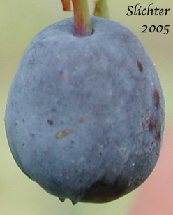 Berry of Bog Blueberry: Vaccinium uliginosum (Synonyms: Vaccinium uliginosum ssp. alpinum, Vaccinium uliginosum ssp. gaultherioides, Vaccinium uliginosum ssp. microphyllum, Vaccinium uliginosum ssp. occidentale, Vaccinium uliginosum ssp. pedris, Vaccinium uliginosum ssp. pubescens, Vaccinium uliginosum var. alpinum, Vaccinium uliginosum var. salicinum)