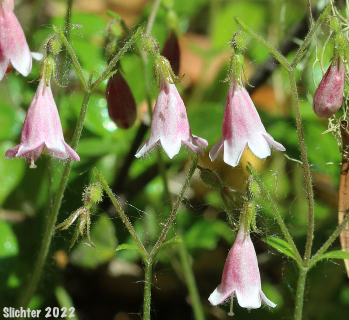 American Twinflower, Longtube Twinflower, Twinflower: Linnaea borealis ssp. longiflora (Synonyms: Linnaea americana, Linnaea borealis ssp. americana, Linnaea borealis var. americana, Linnaea borealis var. longiflora)