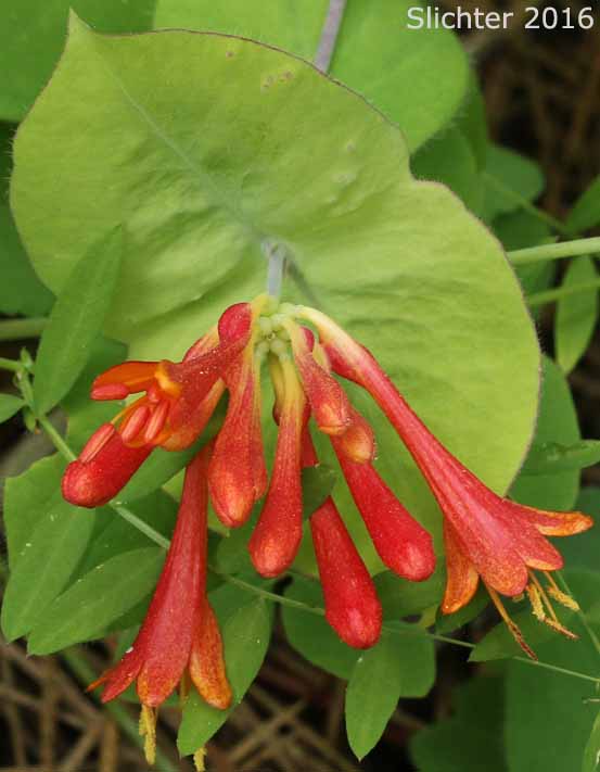 Twining Vine, Orange Honeysuckle, Northwest Honeysuckle, Trumpet Honeysuckle: Lonicera ciliosa