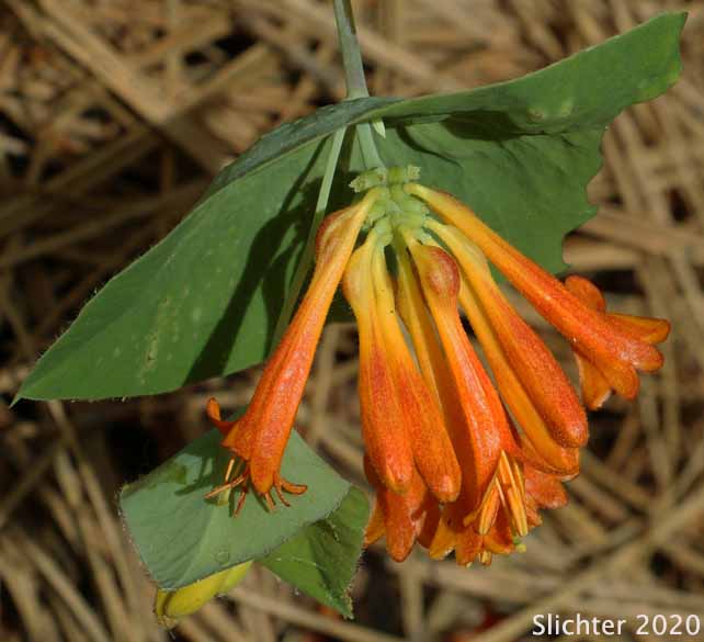 Twining Vine, Orange Honeysuckle, Northwest Honeysuckle, Trumpet Honeysuckle: Lonicera ciliosa