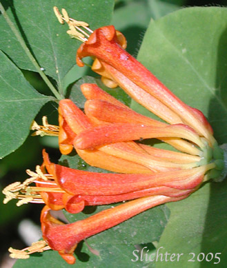 Twining Vine, Orange Honeysuckle, Northwest Honeysuckle, Trumpet Honeysuckle:Lonicera ciliosa