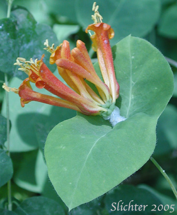Twining Vine, Orange Honeysuckle, Northwest Honeysuckle, Trumpet Honeysuckle: Lonicera ciliosa