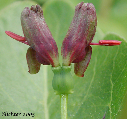 Purple-flower Honeysuckle, Purple-flowered Honeysuckle, Double Honeysuckle: Lonicera conjugialis