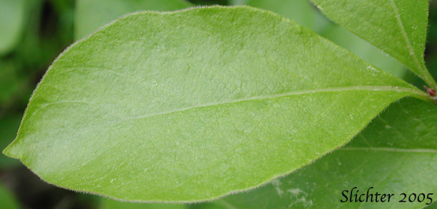 Leaf of Purple-flower Honeysuckle, Purple-flowered Honeysuckle, Double Honeysuckle: Lonicera conjugialis