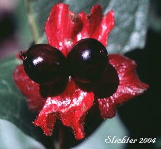 Berries of Bearberry, Black Twin-berry, Twinberry, Twin Honeysuckle: Lonicera involucrata var. involucrata (Synonym: Lonicera involucrata var. flavescens)