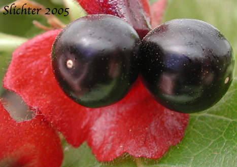 Berries of Bearberry, Black Twin-berry, Twinberry, Twin Honeysuckle: Lonicera involucrata var. involucrata (Synonym: Lonicera involucrata var. flavescens)
