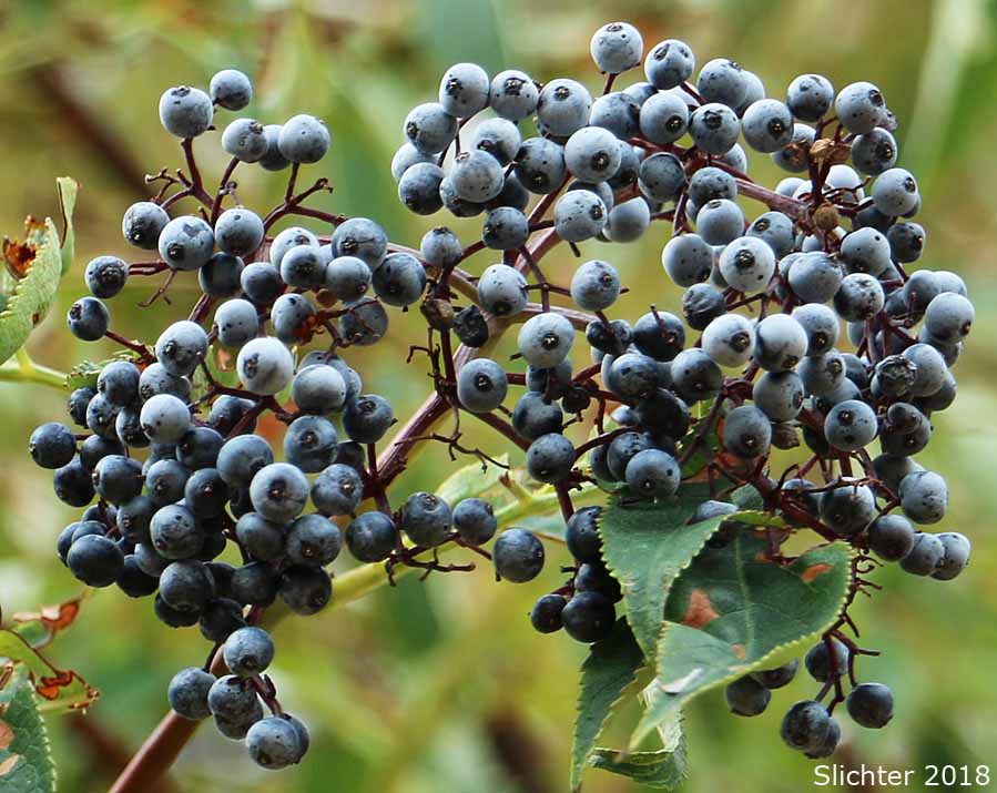Mature fruits of Blue Elder, Blue Elderberry, Southwestern Elderberry: Sambucus cerulea (Synonyms: Sambucus caerulea, Sambucus caerulea var. neomexicana, Sambucus caerulea var. velutina, Sambucus cerulea, Sambucus cerulea var. cerulea, Sambucus cerulea var. neomexicana, Sambucus cerulea var. velutina, Sambucus glauca, Sambucus mexicana, Sambucus mexicana ssp. caerulea, Sambucus mexicana var. caerulea, Sambucus mexicana ssp. cerulea, Sambucus mexicana var. cerulea, Sambucus neomexicana, Sambucus neomexicana var. vestita, Sambucus nigra ssp. caerulea, Sambucus nigra ssp. cerulea, Sambucus velutina)