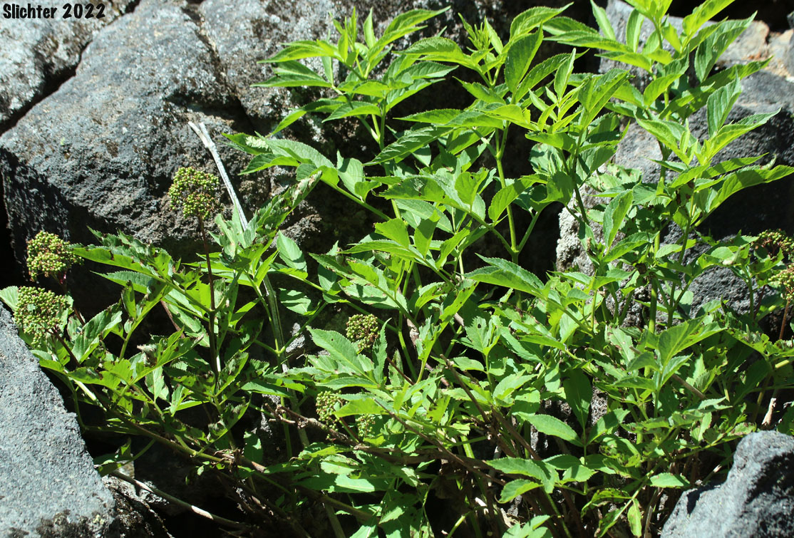 Coast Red Elderberry, Red Elderberry: Sambucus racemosa var. arborescens (Synonyms: SamSambucus pubens var. arborescens, Sambucus racemosa var. arborescens, Sambucus racemosa var. racemosa - missapplied)