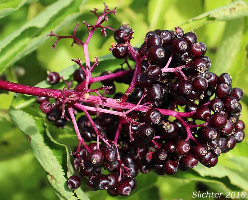 Ripe fruits of Black Elderberry, Rocky Mountain Elder: Sambucus racemosa var. melanocarpa (Synonyms: Sambucus racemosa ssp. pubens var. melanocarpa, Sambucus melanocarpa)