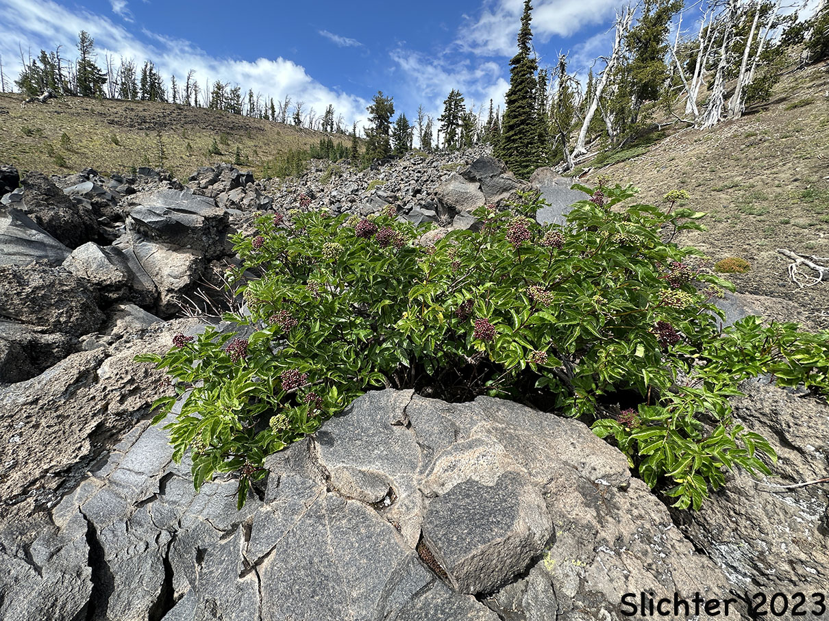 Black Elderberry, Rocky Mountain Elder: Sambucus racemosa var. melanocarpa (Synonyms: Sambucus racemosa ssp. pubens var. melanocarpa, Sambucus melanocarpa)