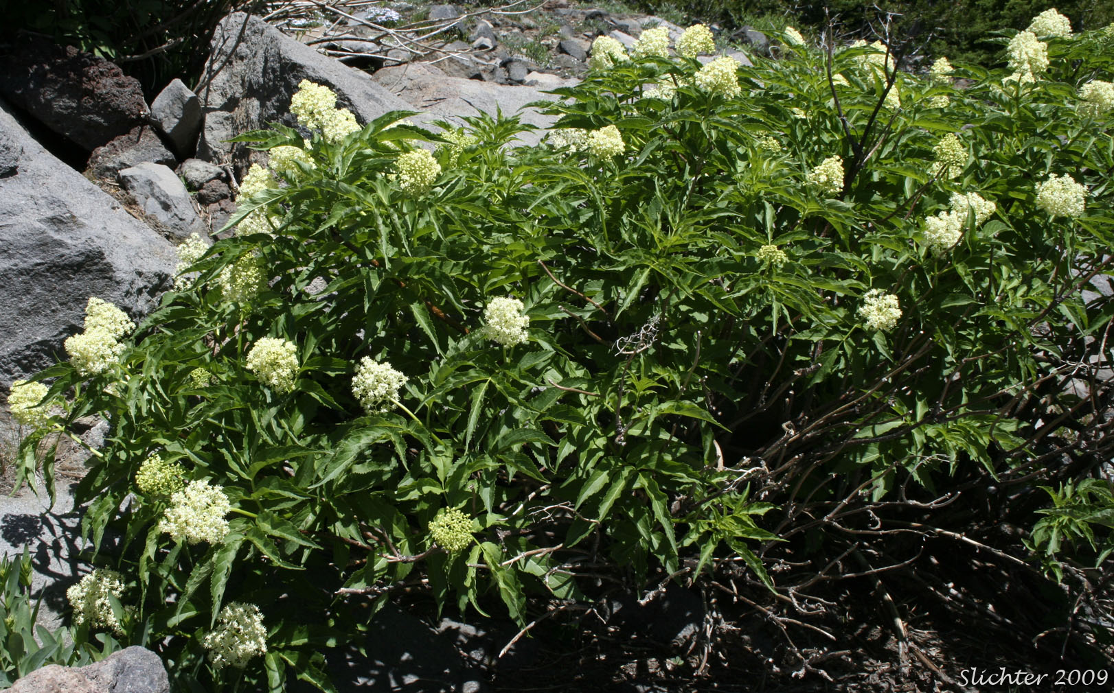 Black Elderberry: Sambucus melanocarpa (Synonyms: Sambucus melanocarpa, Sambucus racemosa var. melanocarpa)