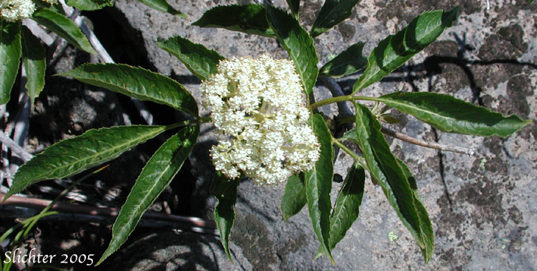 Inflorescence and upper stem leaves of Black Elderberry: Sambucus melanocarpa (Synonyms: Sambucus melanocarpa, Sambucus racemosa var. melanocarpa)