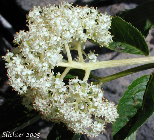 Inflorescence of Black Elderberry: Sambucus melanocarpa (Synonyms: Sambucus melanocarpa, Sambucus racemosa var. melanocarpa)