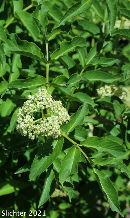Coast Red Elderberry, Red Elderberry: Sambucus racemosa var. arborescens (Synonyms: SamSambucus pubens var. arborescens, Sambucus racemosa var. arborescens, Sambucus racemosa var. racemosa - missapplied)