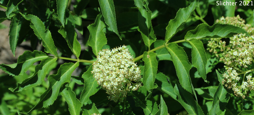 Coast Red Elderberry, Red Elderberry: Sambucus racemosa var. arborescens (Synonyms: SamSambucus pubens var. arborescens, Sambucus racemosa var. arborescens, Sambucus racemosa var. racemosa - missapplied)