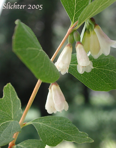 Mountain Snowberry, Roundleaf Snowberry: Symphoricarpos rotundifolius (Synonyms: Symphoricarpos oreophilus, Symphoricarpos oreophilus var. oreophilus, Symphoricarpos rotundifolius var. rotundifolius, Symphoricarpos tetonensis, Symphoricarpos vaccinioides)