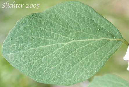 Leaf of Mountain Snowberry, Roundleaf Snowberry: Symphoricarpos rotundifolius (Synonyms: Symphoricarpos oreophilus, Symphoricarpos oreophilus var. oreophilus, Symphoricarpos rotundifolius var. rotundifolius, Symphoricarpos tetonensis, Symphoricarpos vaccinioides)