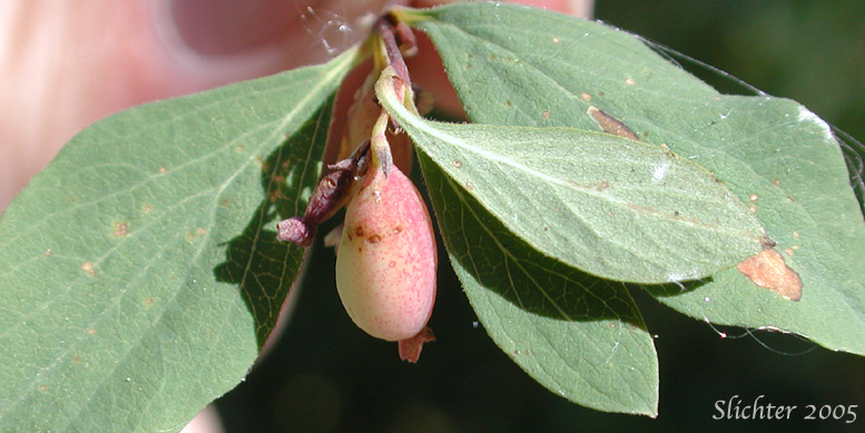 Berry and leaves of Mountain Snowberry, Roundleaf Snowberry: Symphoricarpos rotundifolius (Synonyms: Symphoricarpos oreophilus, Symphoricarpos oreophilus var. oreophilus, Symphoricarpos rotundifolius var. rotundifolius, Symphoricarpos tetonensis, Symphoricarpos vaccinioides)