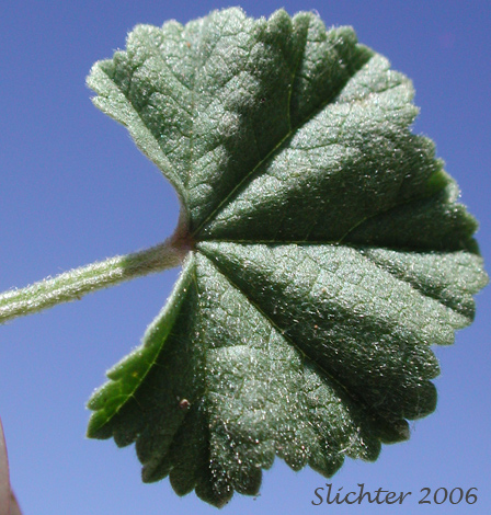 Leaf of Common Mallow, Dwarf Mallow: Malva neglecta