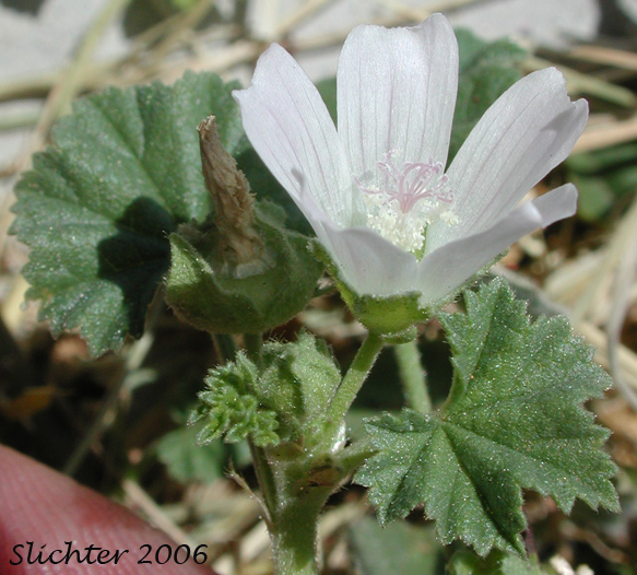 Common Mallow, Dwarf Mallow: Malva neglecta