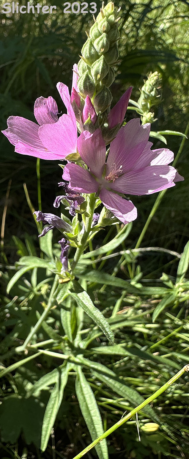 Oregon Checkermallow, Oregon Checker-mallow: Sidalcea oregana var. oregana (Synonyms: Sidalcea oregana ssp. oregana, Sidalcea oregana var. maxima, Sidalcea oregana var. procera)