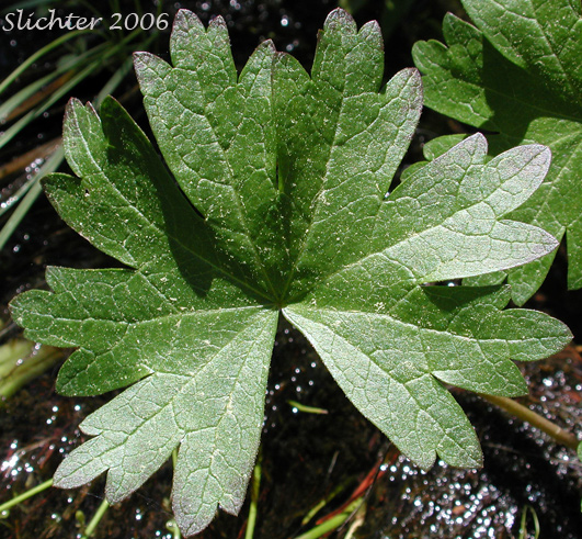 Oregon Checkermallow, Oregon Checker-mallow: Sidalcea oregana var. oregana (Synonyms: Sidalcea oregana ssp. oregana, Sidalcea oregana var. maxima, Sidalcea oregana var. procera)