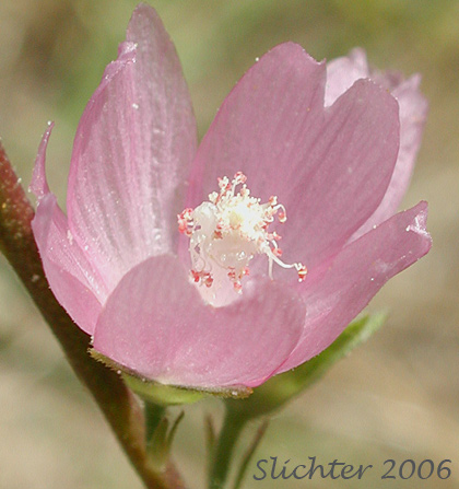 Oregon Checkermallow, Oregon Checker-mallow: Sidalcea oregana var. oregana (Synonyms: Sidalcea oregana ssp. oregana, Sidalcea oregana var. maxima, Sidalcea oregana var. procera)