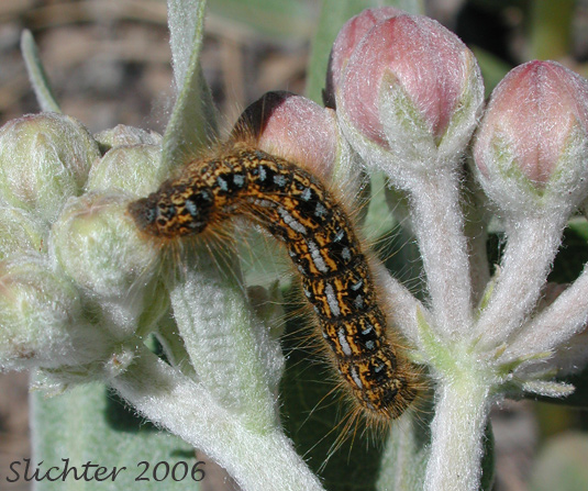 Caterpillar on Showy Milkweed, Greek Milkweed: Asclepias speciosa