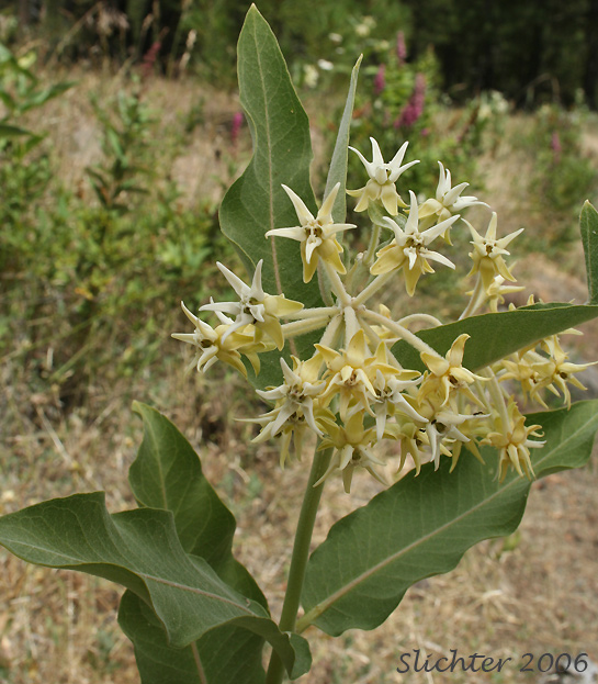 Showy Milkweed: Asclepias speciosa (Synonym: Asclepias giffordii)