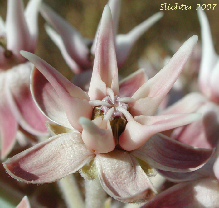 Flower of Showy Milkweed: Asclepias speciosa (Synonym: Asclepias giffordii)