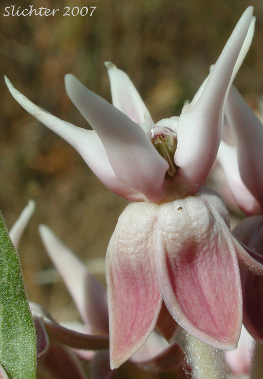 Flower of Showy Milkweed: Asclepias speciosa (Synonym: Asclepias giffordii)