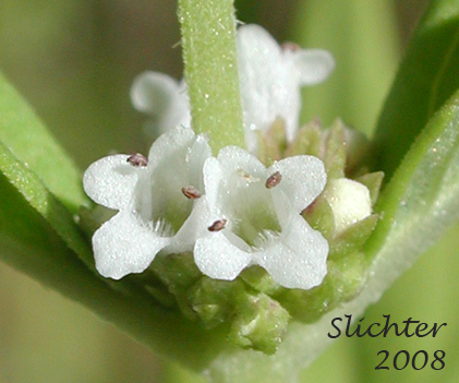 Rough Bugleweed, Rough Water-horehound: Lycopus asper