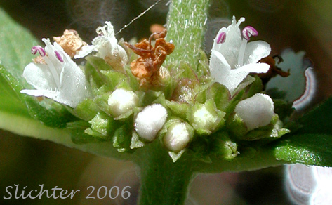 Rough Bugleweed, Rough Water-horehound: Lycopus asper