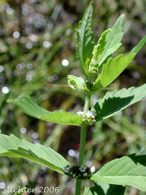 Rough Bugleweed, Rough Water-horehound: Lycopus asper