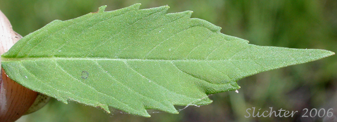 Rough Bugleweed, Rough Water-horehound: Lycopus asper