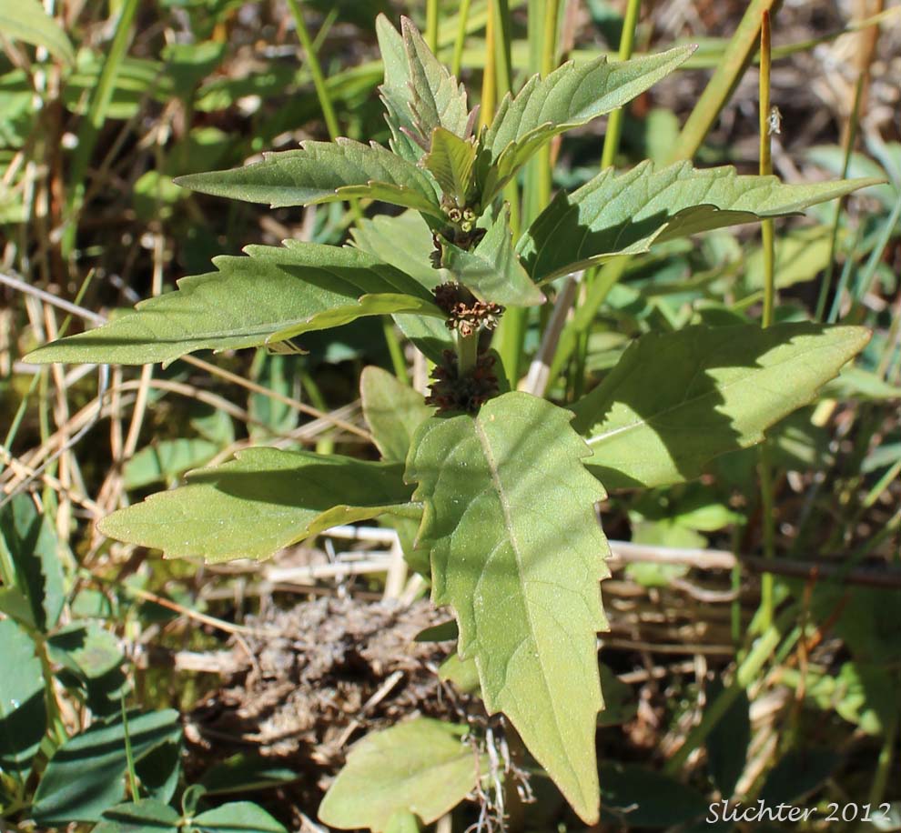 Rough Bugleweed, Rough Water-horehound: Lycopus asper