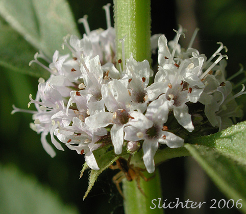 Axillary inflorescence of American Wild Mint, Canada Mint, Corn Mint, Field Mint, Chinese Mint, Sakhalin Mint, Japanese Mint, and East AsianWild Mint: Mentha canadensis (Synonyms: Mentha arvensis var. canadensis, Mentha arvensis var. glabrata)