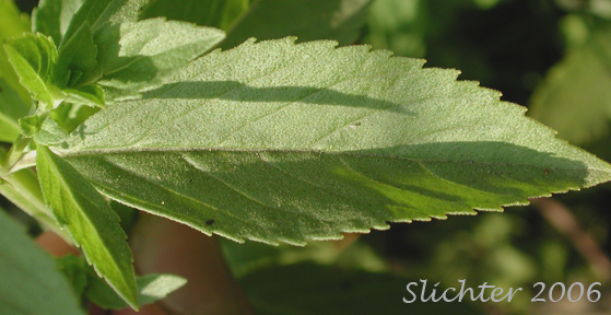 Stem leaf of American Wild Mint, Canada Mint, Corn Mint, Field Mint, Chinese Mint, Sakhalin Mint, Japanese Mint, and East AsianWild Mint: Mentha canadensis (Synonyms: Mentha arvensis var. canadensis, Mentha arvensis var. glabrata)