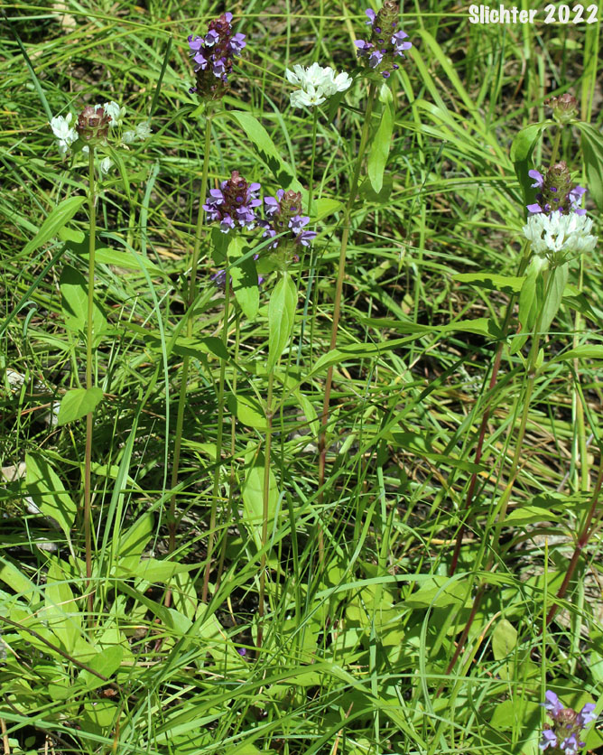 Common Self-heal, Heal-all, Lance Selfheal, Native Heal-all, Self-heal: Prunella vulgaris ssp. lanceolata (Synonyms: Prunella vulgaris var. elongata, Prunella vulgaris var. lanceolata)