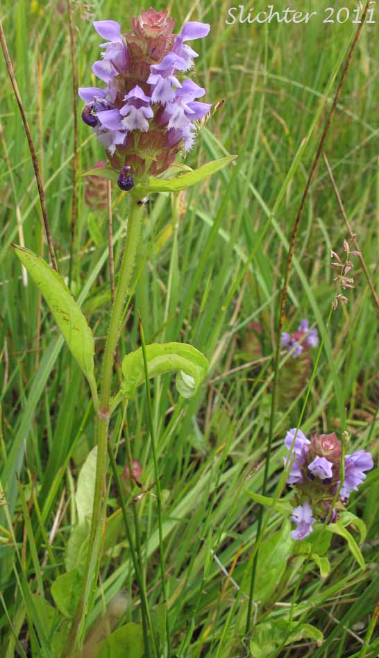 Common Self-heal, Heal-all, Lance Selfheal, Native Heal-all, Self-heal: Prunella vulgaris ssp. lanceolata (Synonyms: Prunella vulgaris var. elongata, Prunella vulgaris var. lanceolata)