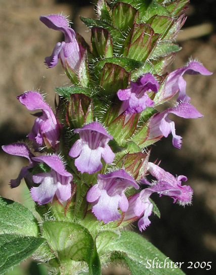 Close-up of the inflorescence of Common Self-heal, Heal-all, Lance Selfheal, Native Heal-all, Self-heal: Prunella vulgaris ssp. lanceolata (Synonyms: Prunella vulgaris var. elongata, Prunella vulgaris var. lanceolata)