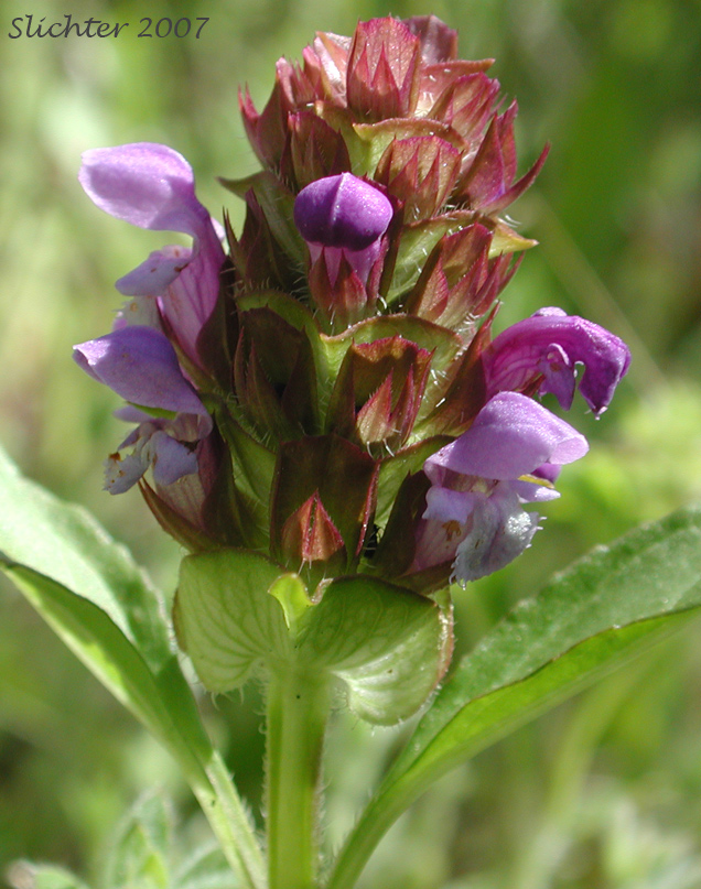 Inflorescence of Self Heal, Self-heal, Heal All, Heal-all, Common Self-heal, Common Heal-all: Prunella vulgaris var. vulgaris (Synonyms: Prunella vulgaris var. calvescens, Prunella vulgaris ssp. vulgaris, Prunella vulgaris var. hispida)