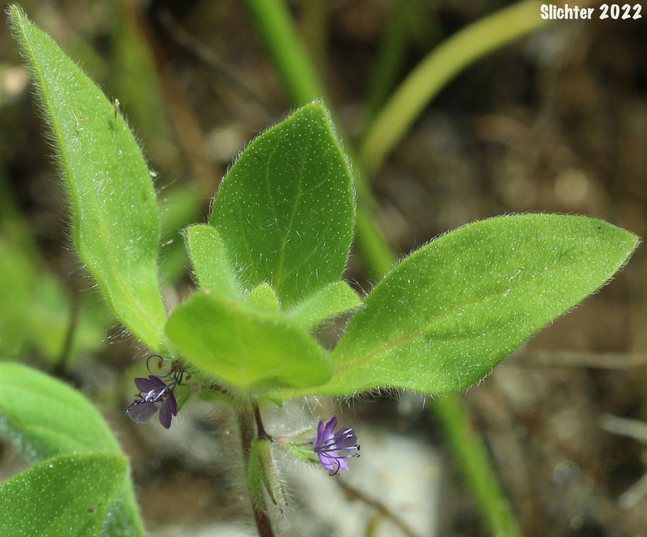 Oblong Bluecurls, Downy Blue Curls, Mountain Bluecurls, Mountain Blue Curls: Trichostema oblongum
