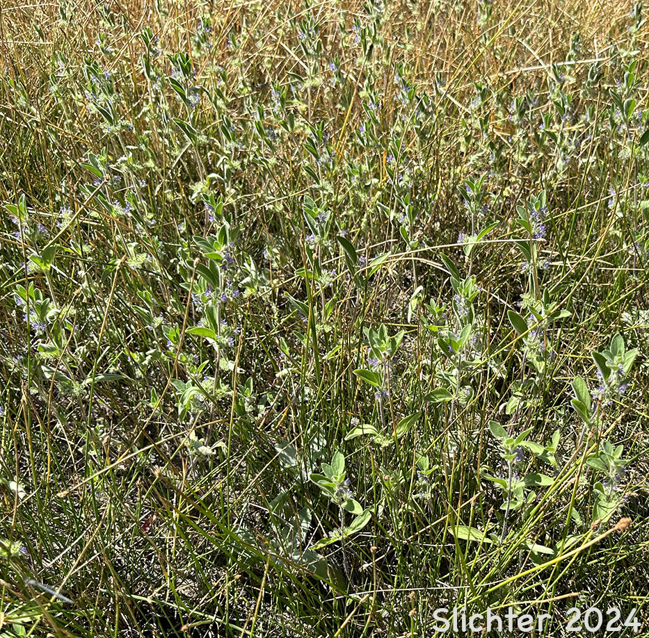 Oblong Bluecurls, Downy Blue Curls, Mountain Bluecurls, Mountain Blue Curls: Trichostema oblongum