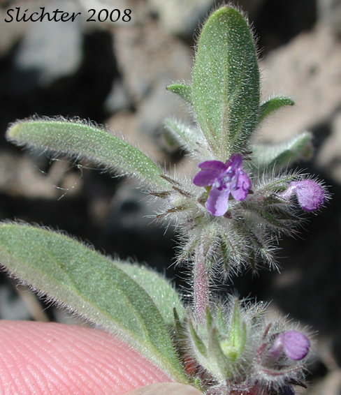 Oblong Bluecurls, Downy Blue Curls, Mountain Bluecurls, Mountain Blue Curls: Trichostema oblongum