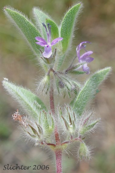 Oblong Bluecurls, Downy Blue Curls, Mountain Bluecurls, Mountain Blue Curls: Trichostema oblongum