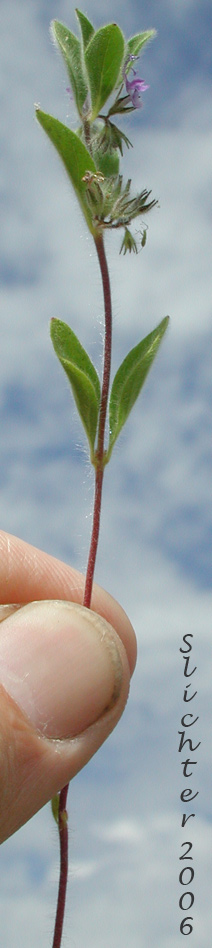Oblong Bluecurls, Downy Blue Curls, Mountain Bluecurls, Mountain Blue Curls: Trichostema oblongum